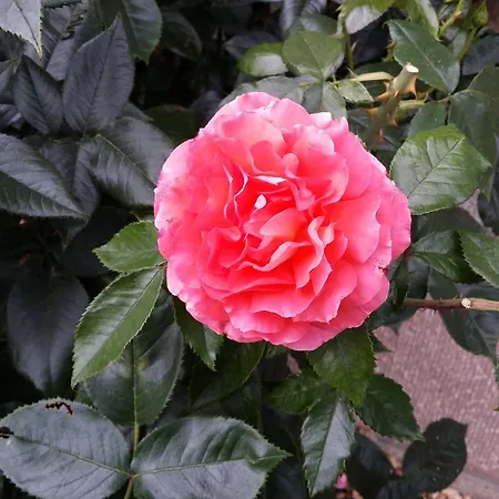 Le Castel Bed & Breakfast Bayeux