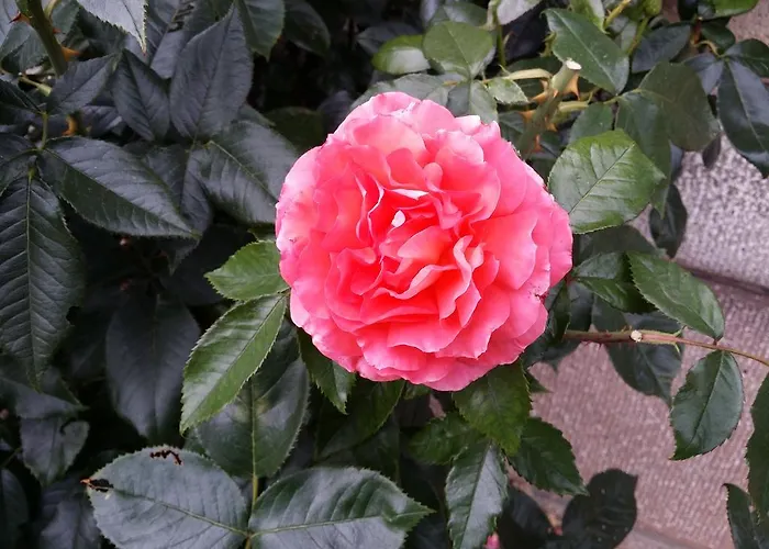 Le Castel Bed & Breakfast Bayeux